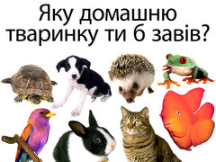 Яку домашню тваринку ти б завів?
