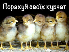 Порахуй своїх курчат