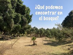 ¿Qué podemos encontrar en el bosque?