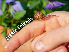 Little Friends