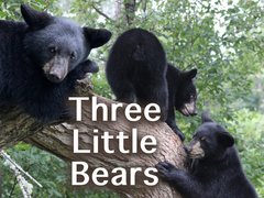 Three Little Bears