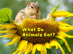 What Do Animals Eat?