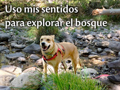 Uso mis sentidos para explorar el bosque