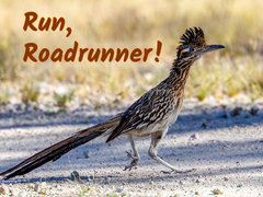 Run, Roadrunner!