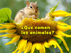 ¿Qué comen los animales?