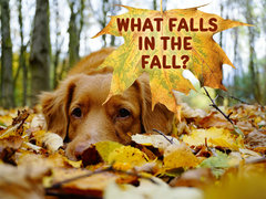 What Falls in the Fall?
