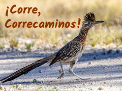 ¡Corre, Correcaminos!