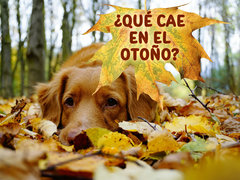 ¿Qué cae en el otoño?