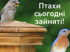 Птахи сьогодні зайняті!