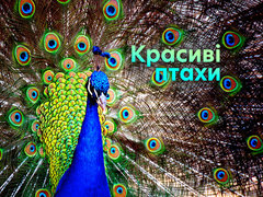 Красиві птахи