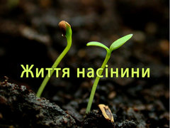 Життя насінини