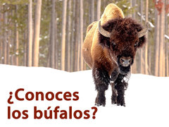 ¿Conoces los búfalos?