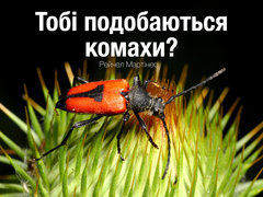 Тобі подобаються комахи?
