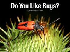 Do You Like Bugs?