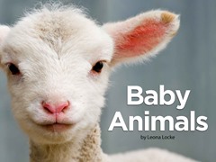 Baby Animals